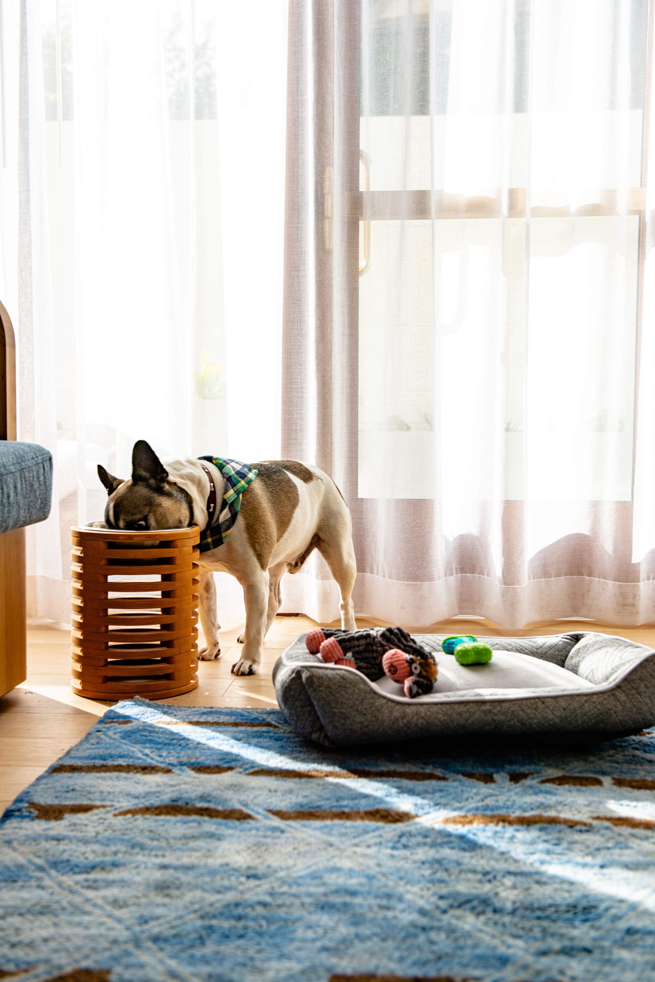 pet-friendly amenities