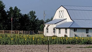 Un granero blanco con techo azul, rodeado por un campo de girasoles.