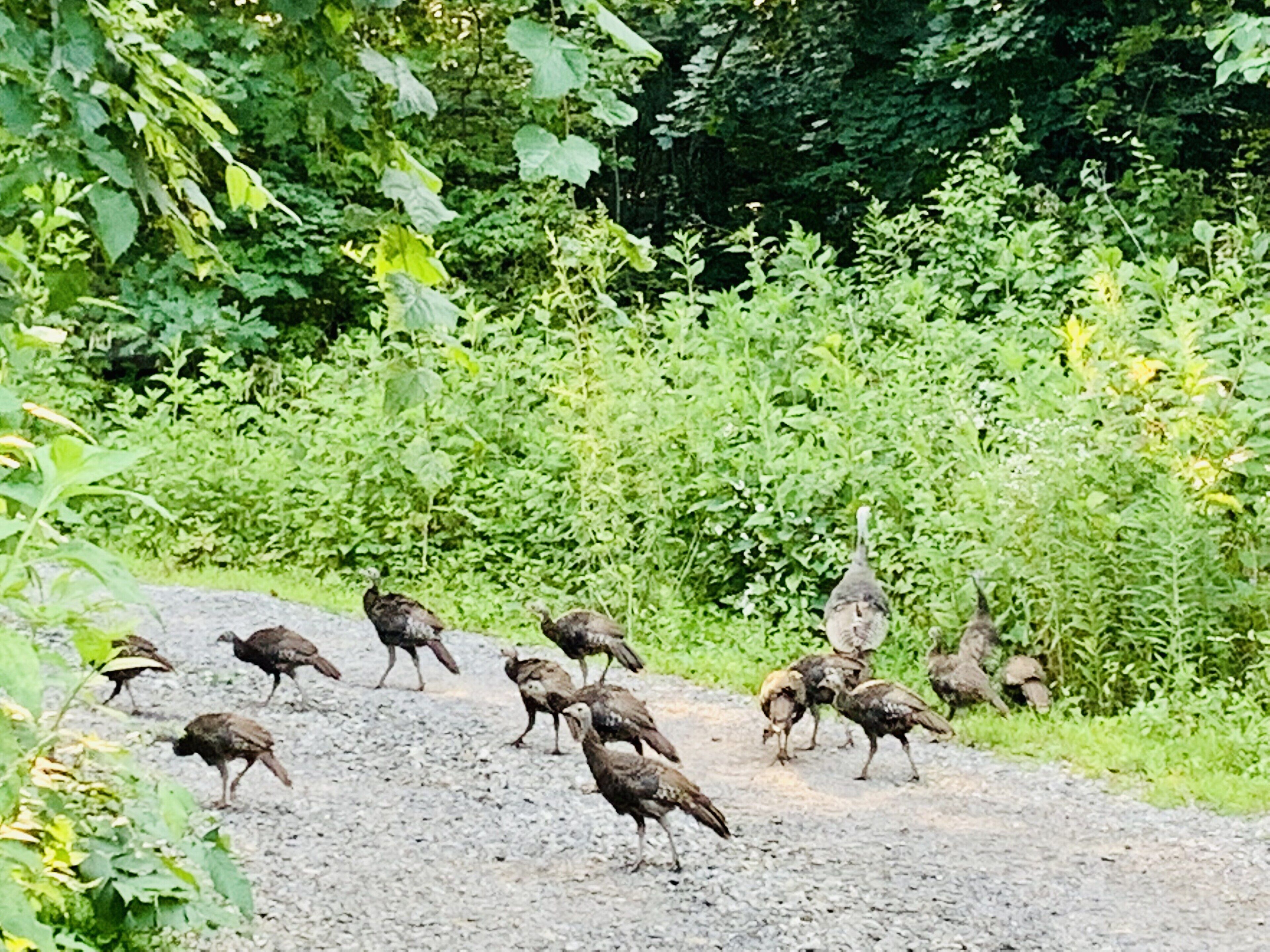 Un grupo de aves caminando sobre un sendero de grava rodeado de abundante follaje.