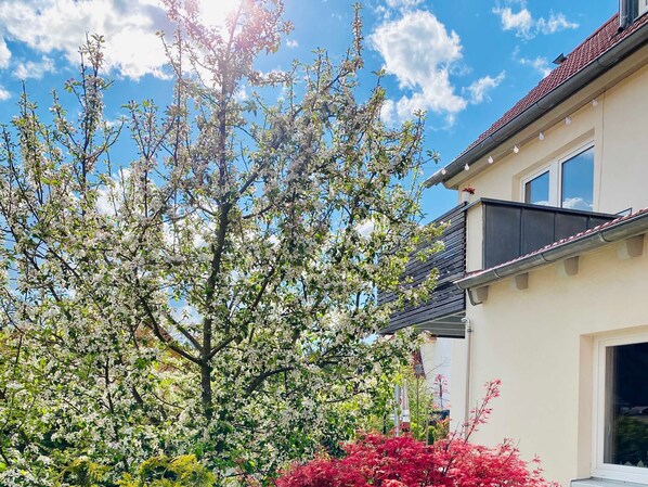 A house with a balcony, a tree with white blossoms, and a red bush.