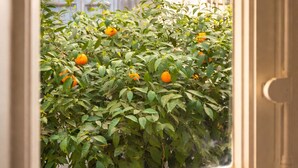 A window with a view of a building's facade and a garden with orange trees. - Luxury Design Apartment in Central Lucca (Lucca)