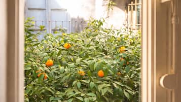 Une fenêtre donnant sur la façade d’un immeuble et sur un jardin planté d’orangers.