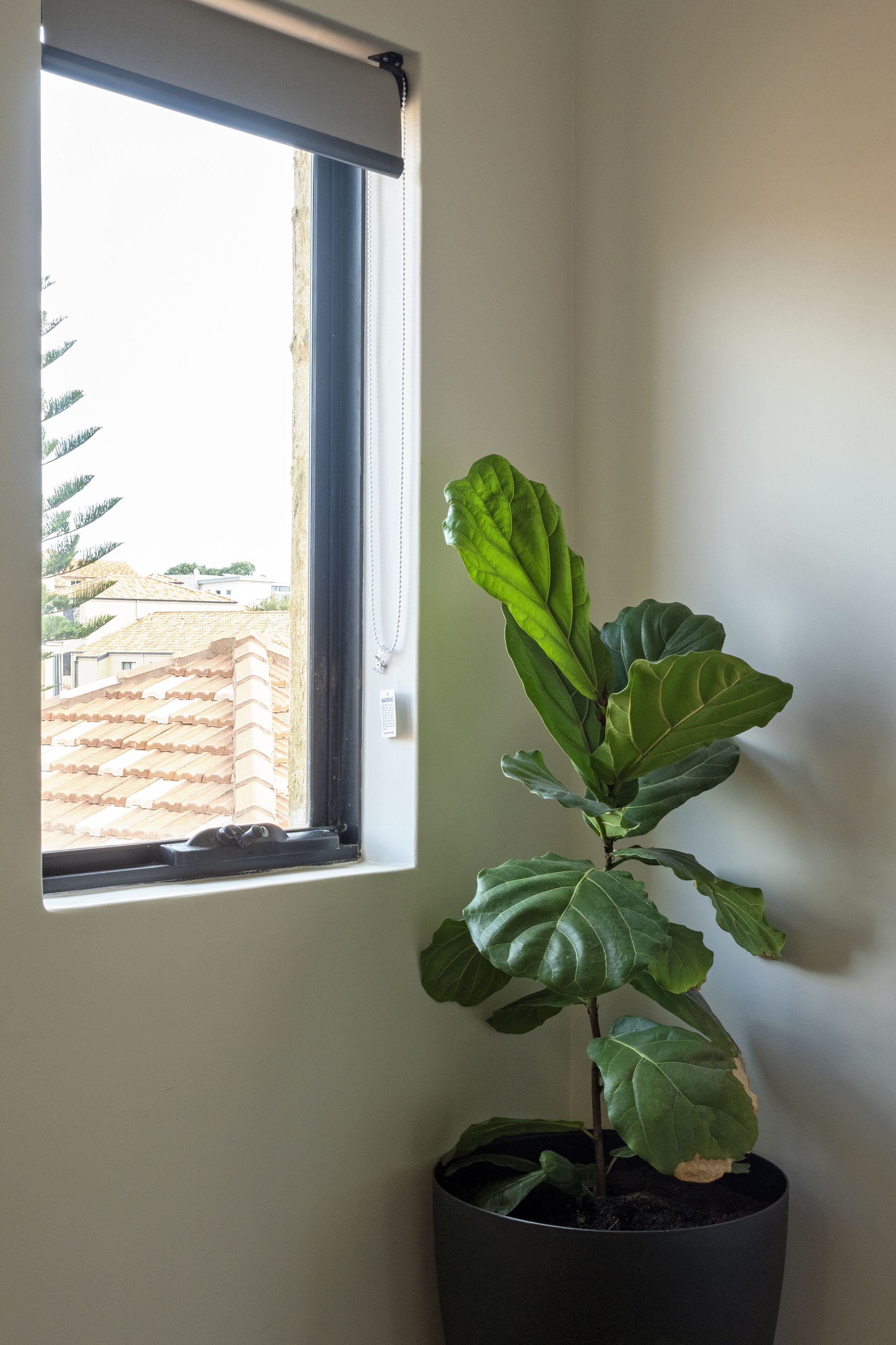 Walk to Avalon Bay — image 23