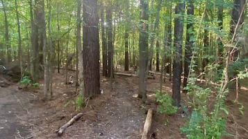 Ein Waldpfad mit Bäumen und umgestürzten Baumstämmen.