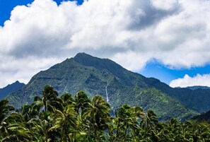 A mountain with lush greenery and palm trees in the foreground.