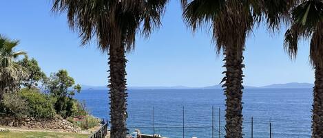 A coastal pathway with palm trees, a stone wall, and a view of the sea.