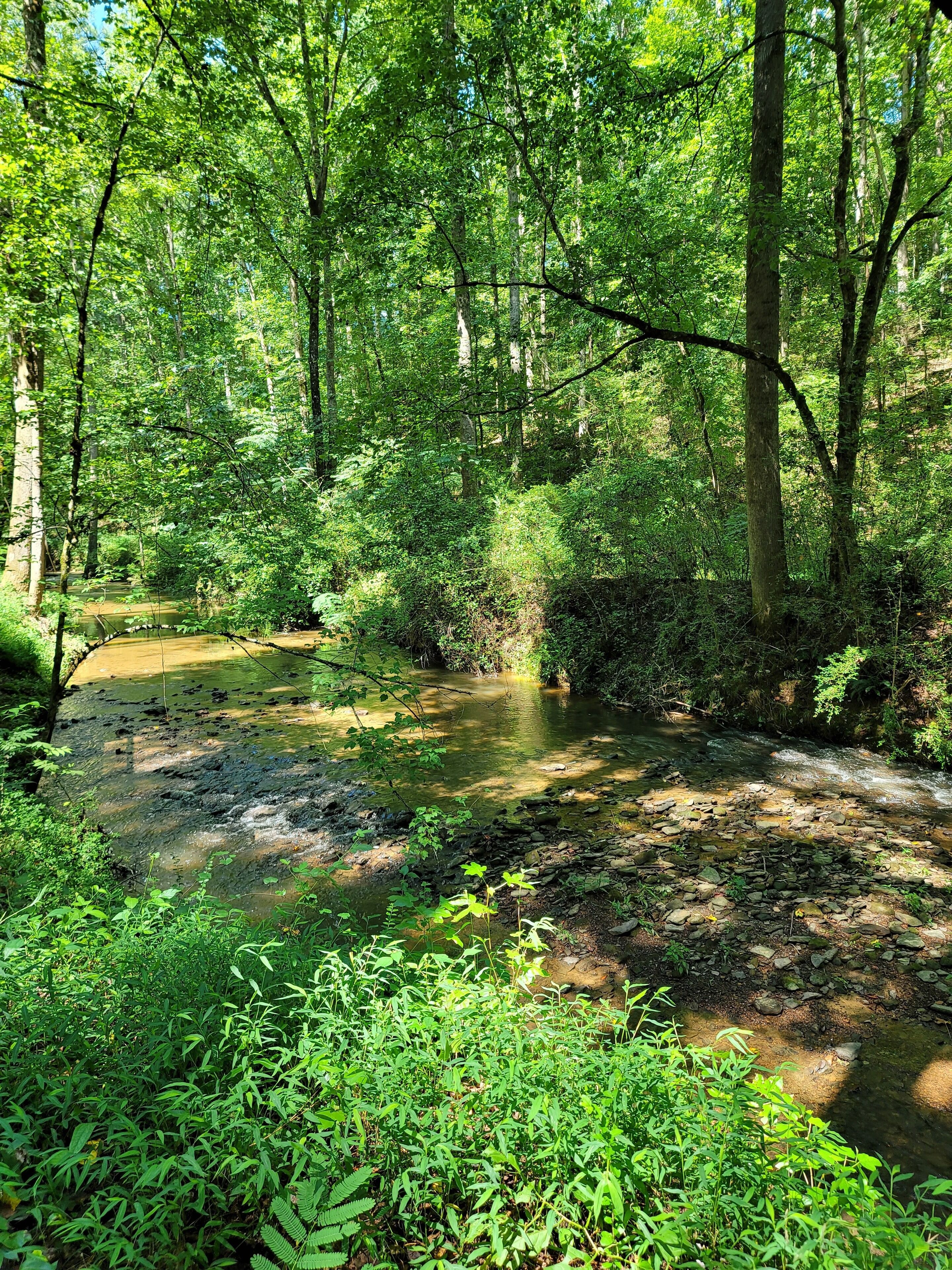 A forested area with a stream.