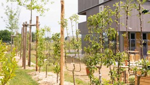 A garden with young trees supported by wooden stakes, a modern building with a 'Green' sign, and outdoor seating. - Greet Hotel Rennes Pace (Pace)