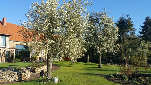 Un jardin avec des arbres en fleurs, un mur de pierre et une pergola en bois.