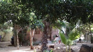 A rustic outdoor area with a wooden bench, a palm tree, and a brick building in the background.