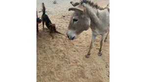 En åsna och en hund på en sandstrand med ett stenigt landskap i bakgrunden.