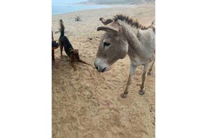 Beach - The Sunflower House, Downtown Cabo (Cabo San Lucas)