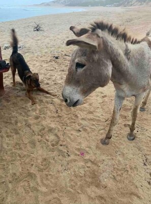 Un âne et un chien sur une plage de sable, avec un paysage rocheux en arrière-plan.