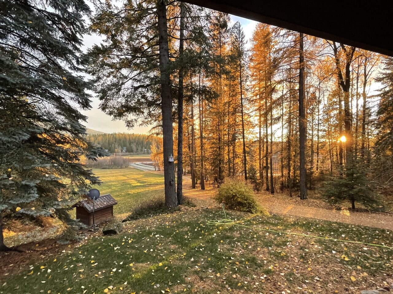 Une zone boisée avec une structure en bois, peut-être une cabane ou un abri, entourée de grands arbres et d’un champ d’herbe.