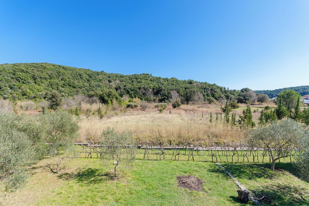 Ein Weinberg mit Rebenreihen und einer hügeligen Landschaft im Hintergrund.