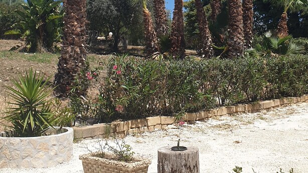 Ein angelegter Garten mit Palmen und verschiedenen Pflanzen.