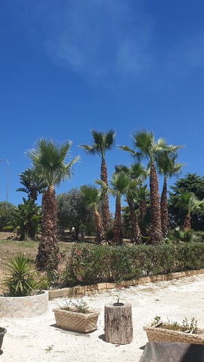 Ein angelegter Garten mit Palmen und verschiedenen Pflanzen.
