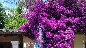 A pool area with a water feature, surrounded by vibrant purple flowers and a sign indicating showering before pool entry. - Finca LHort de Can Bota (Pollensa)