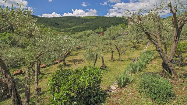 Ein Weinberg mit Reihen von Weinreben und einem Berg im Hintergrund.