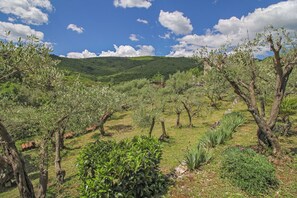 A vineyard with rows of grapevines and a mountain in the background. - Felix in Sveta Marina  - Haus für 6-7 Personen (Labin)
