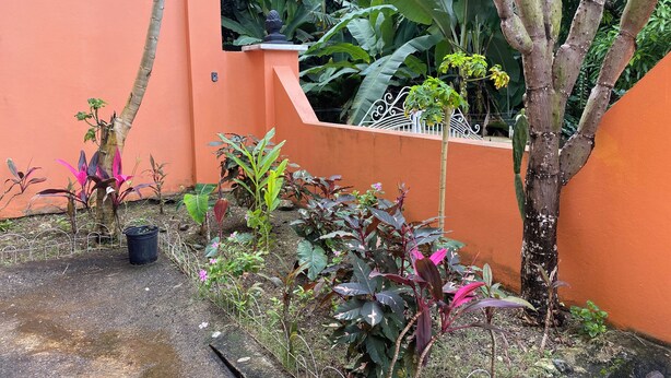 Un jardín con diversas plantas y una cerca de metal.