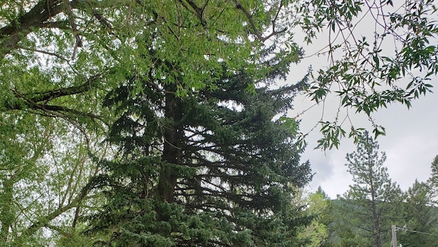 Una cabaña rústica con techo verde, rodeada por un patio cubierto de césped y un gran árbol.