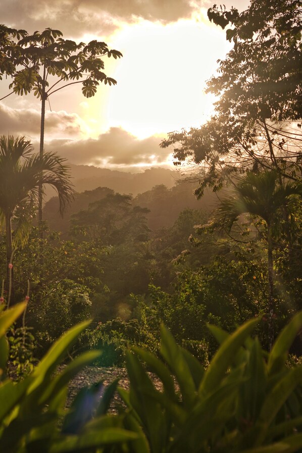 A lush landscape with dense foliage and a prominent palm tree in the foreground. - Corcovado Private Villas (Puerto Jiménez)