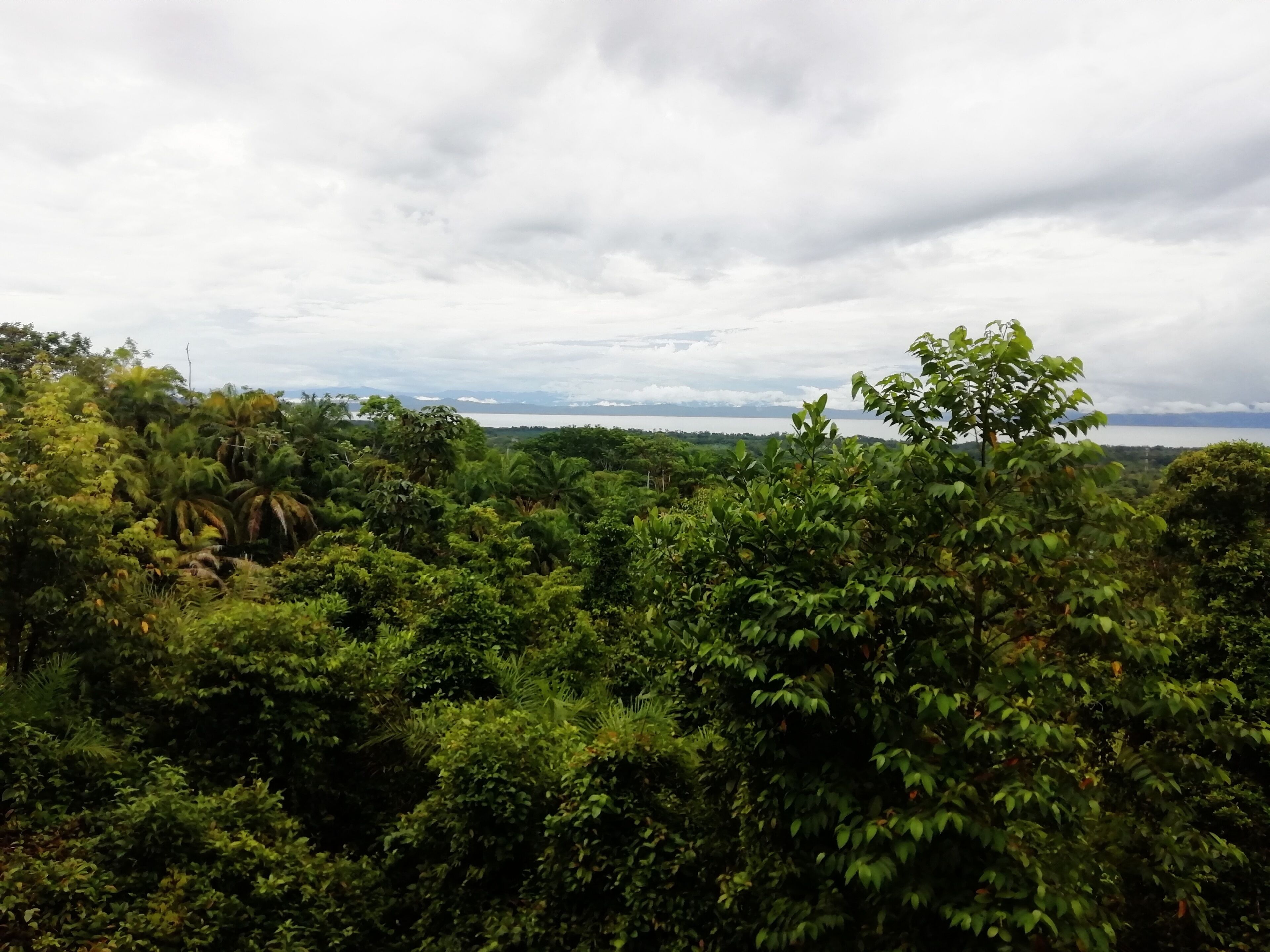 A dense forest with a view of a distant body of water and mountains under a cloudy sky.