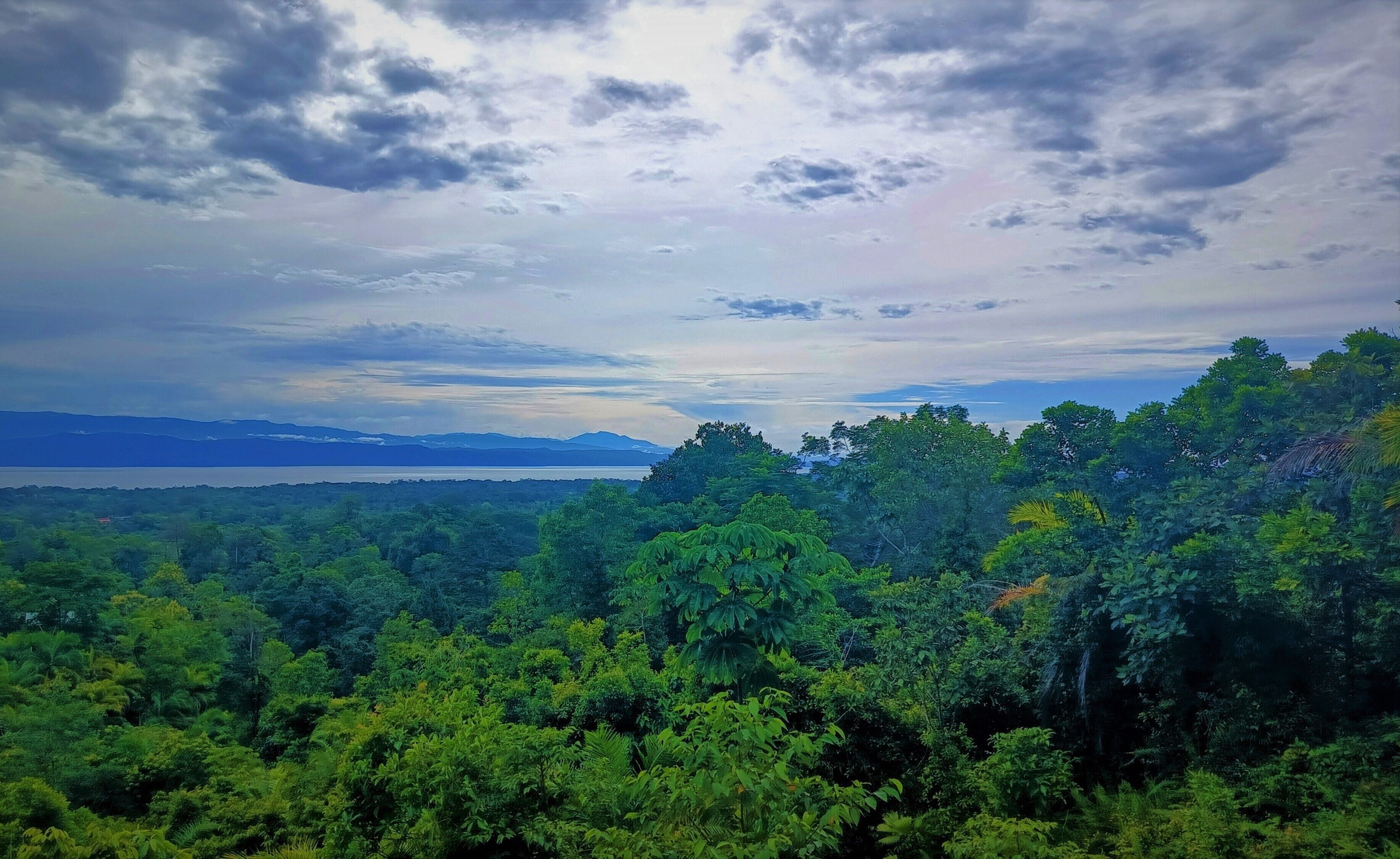 A dense forest with a view of a distant body of water and mountains.