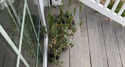 If you look for fishing and shopping this is your place