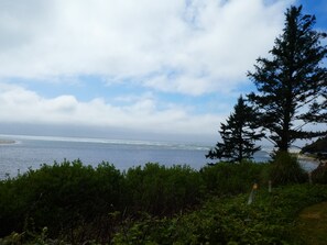 Eine Küstenlandschaft mit Blick auf das Meer, ein markanter immergrüner Baum und üppiges Grün im Vordergrund.