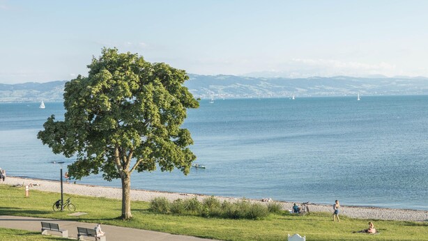 Un parc avec un grand arbre, des bancs, un vélo et une vue sur l’eau, où l’on peut apercevoir des bateaux.