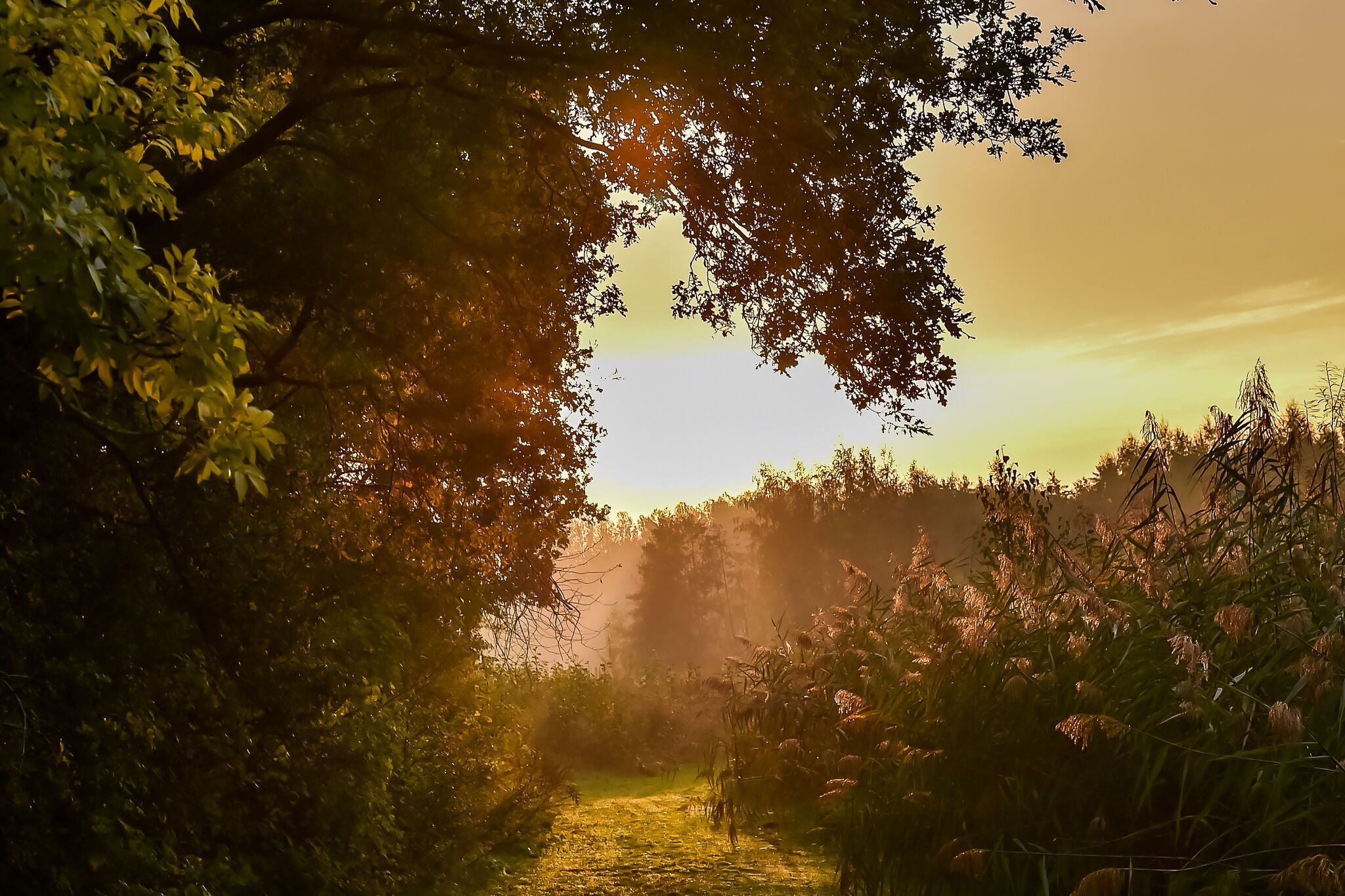 Metsäpolku, jonka yllä auringonvalo siivilöityy puiden lehtien läpi.