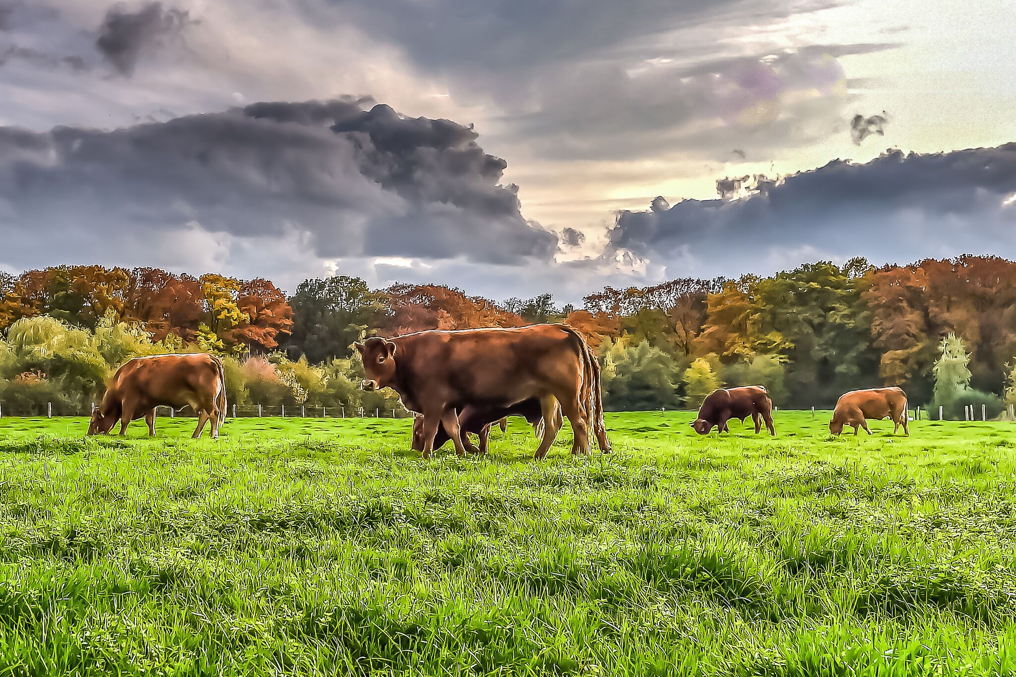 A field with cows grazing under a cloudy sky.