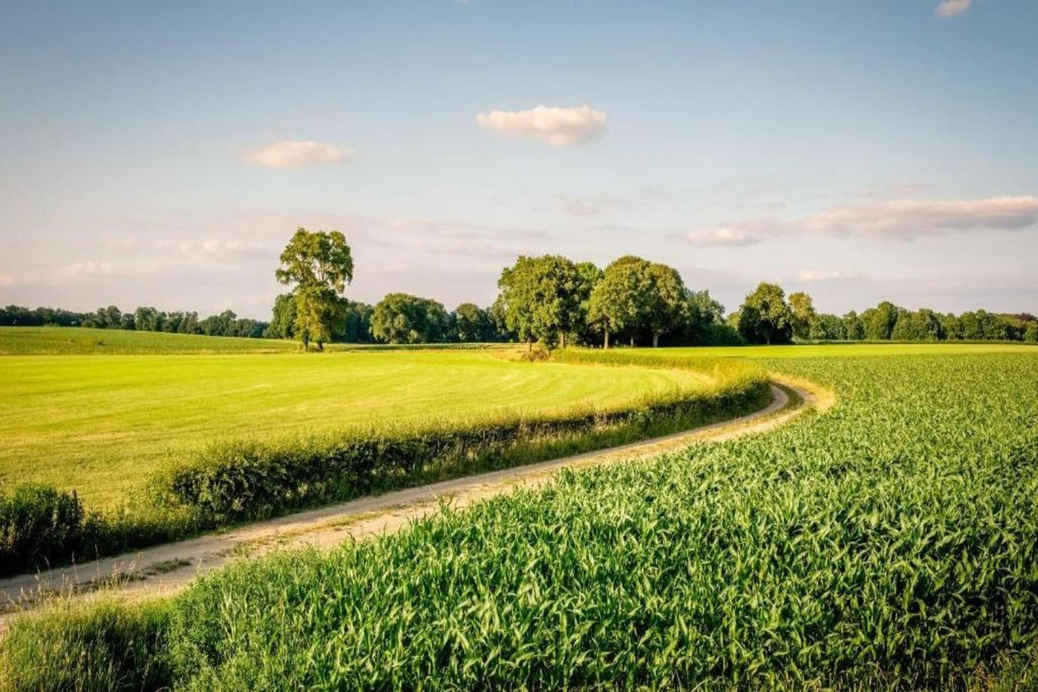 A rural landscape with a dirt path curving through a field of crops, bordered by trees.