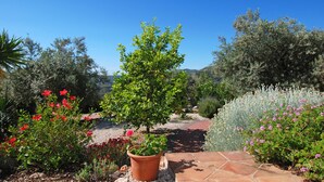 A garden with various plants and a pathway.