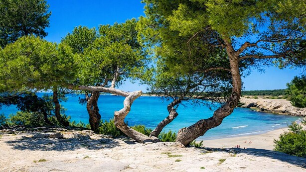 Une plage bordée d’arbres et aux eaux d’un bleu limpide.