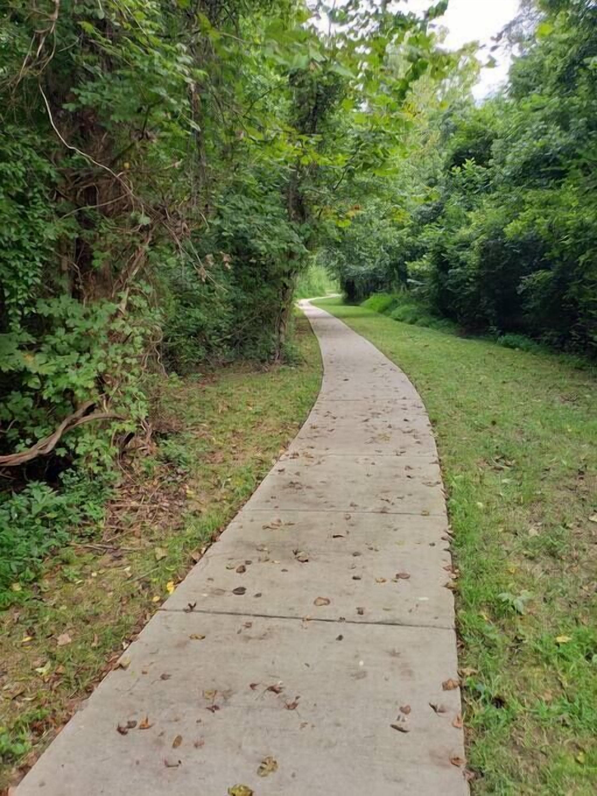 A concrete pathway surrounded by dense greenery.