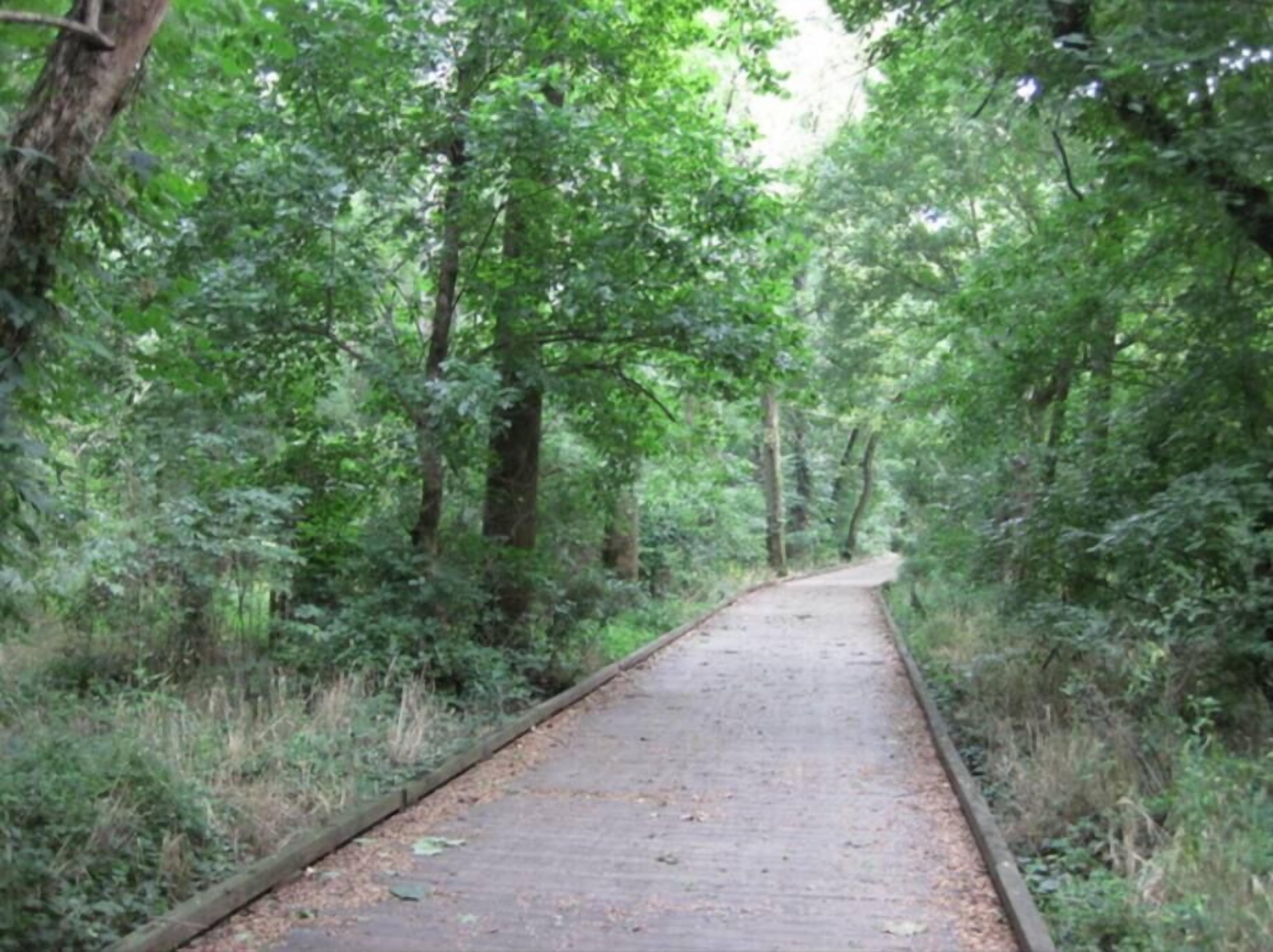 A paved path through a forested area with dense greenery on both sides.