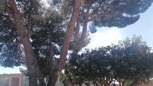 Un patio con árboles grandes y un edificio al fondo.