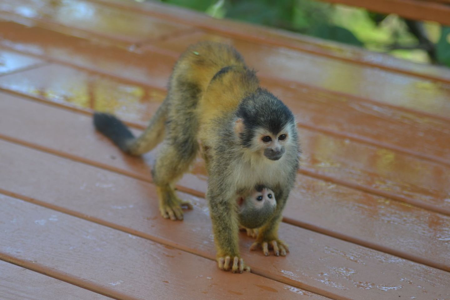 A monkey on a wooden deck.