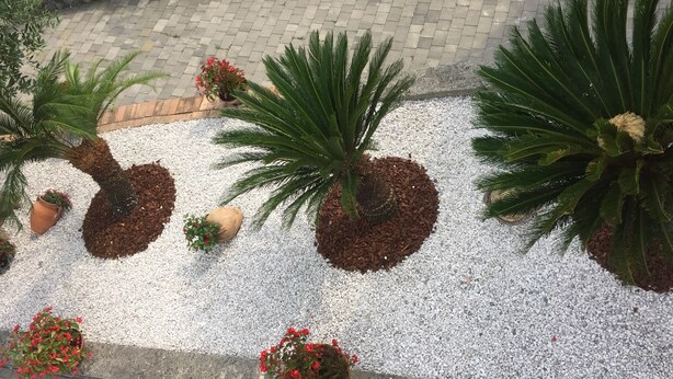 Un jardín con palmeras y plantas en flor dispuestas en un círculo sobre una superficie de grava.