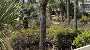 A landscaped area with palm trees and a building in the background. - Direct Oceanfront View- 213 Breakers-Pool (Hilton Head Island)