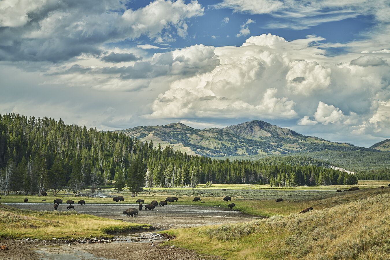 A natural landscape with a herd of bison grazing, dense forest, and mountains in the background.