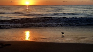 A beach scene with a sunset over the ocean, waves gently lapping at the shore, and a bird standing on the wet sand. - Oceanfront Beach Cottage with Private beach access in beautiful Juno Beach. (Juno Beach)