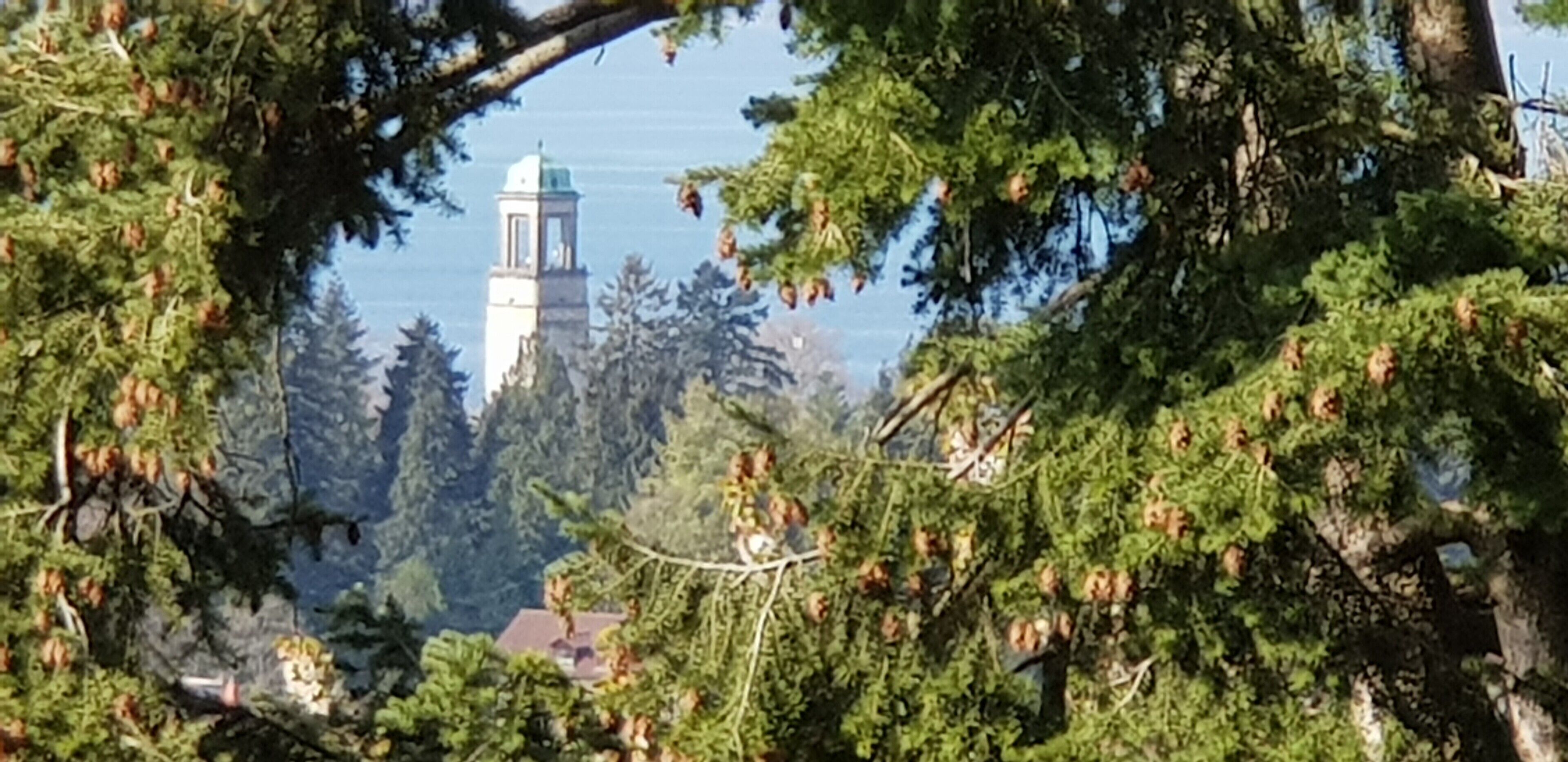 Une tour entourée d’arbres.