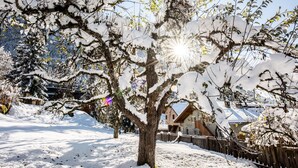 Ett snötäckt träd med ett trästaket och en byggnad i bakgrunden.