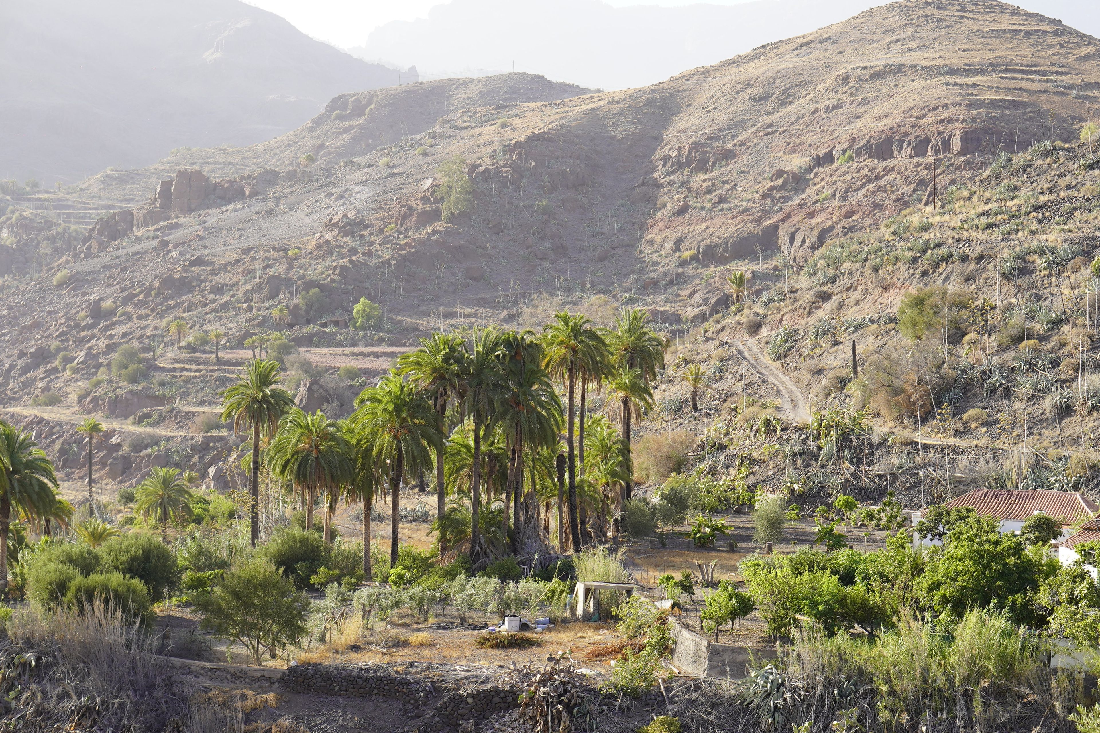 Un paysage montagneux, avec des palmiers et un petit bâtiment doté d’un toit en tuiles.