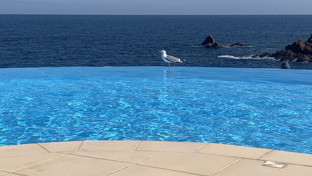 En pool med klart blåt vand, en måge stående på kanten, og hav og klippegejst i baggrunden.