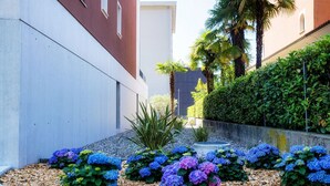 A landscaped garden with hydrangea bushes and a palm tree. - Calm Studio near the center (WHITE STUDIO 8) (Locarno)